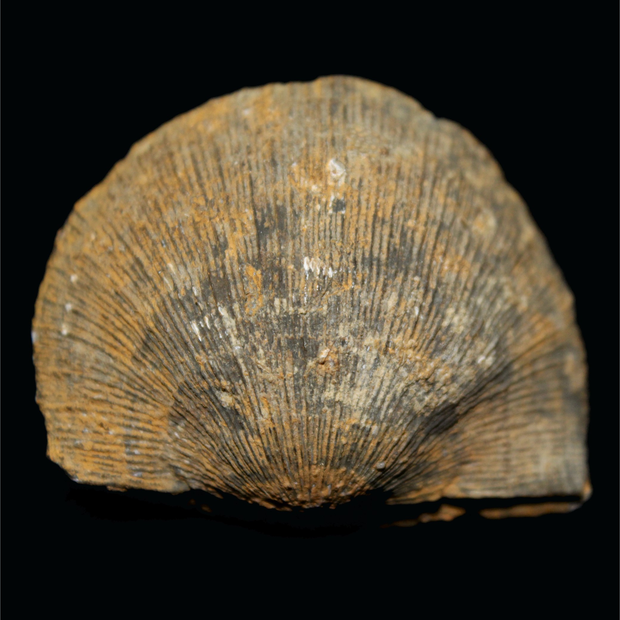 Xystostrophia umvraculum_Ramieniong_Polska_81